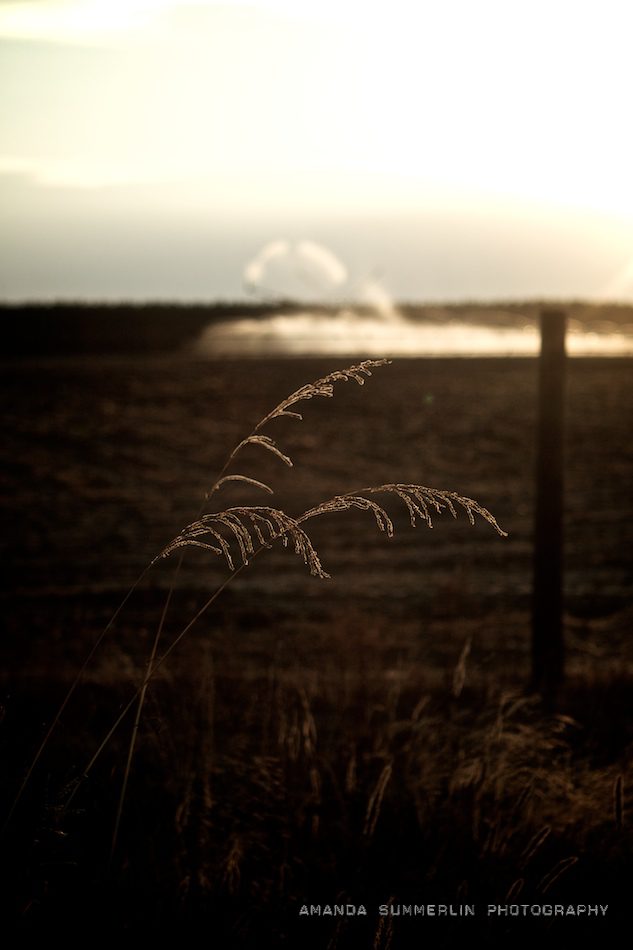 south georgia sunset in field.jpg