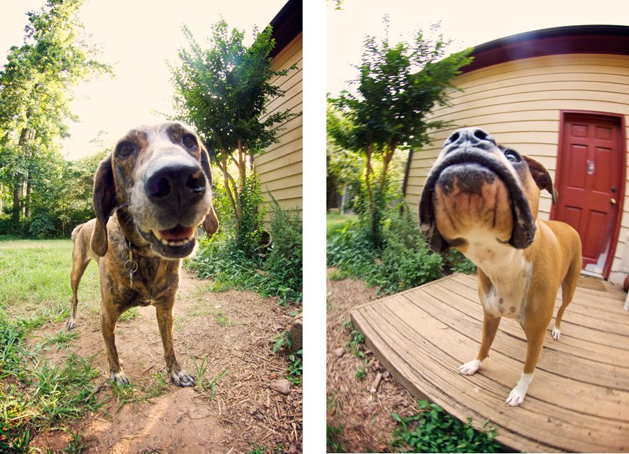 funny dog portrait.jpg