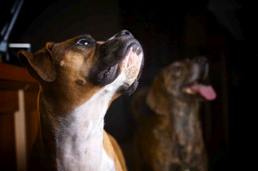 boxer and plott hound photograph