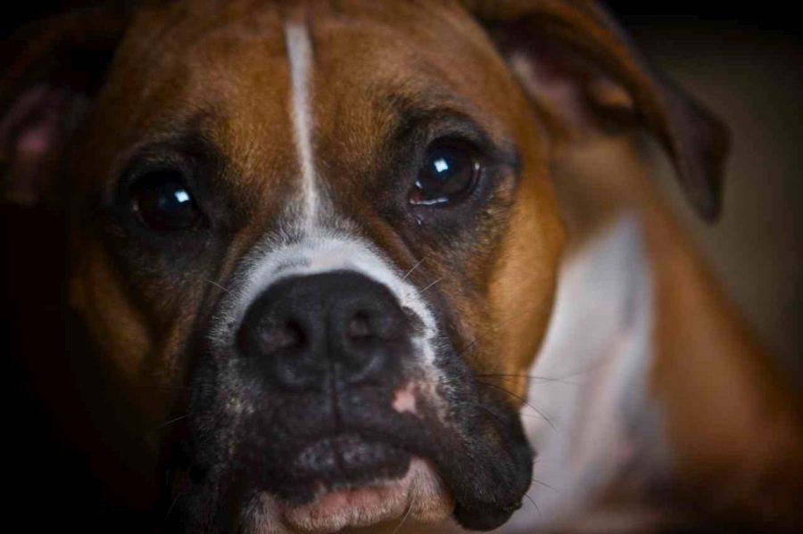 close up of boxer dog face