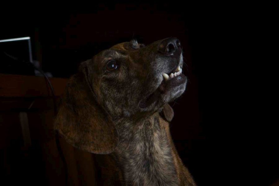 plott hound grin photograph