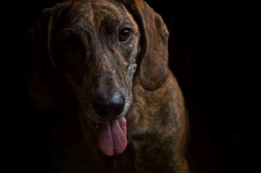 dog portrait close up photo