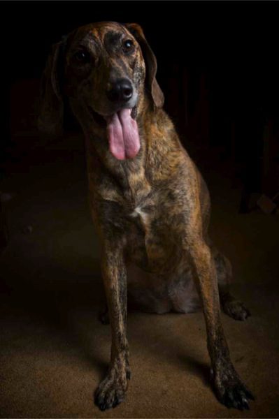portrait of a dog sitting photograph