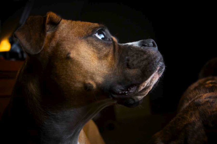 boxer dog face portrait