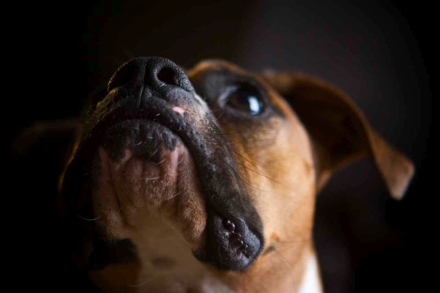 close up of boxer dog chin photo