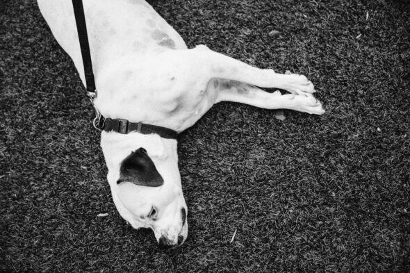 black and white photo of a dog lying on astroturf at a Monday night garage wedding