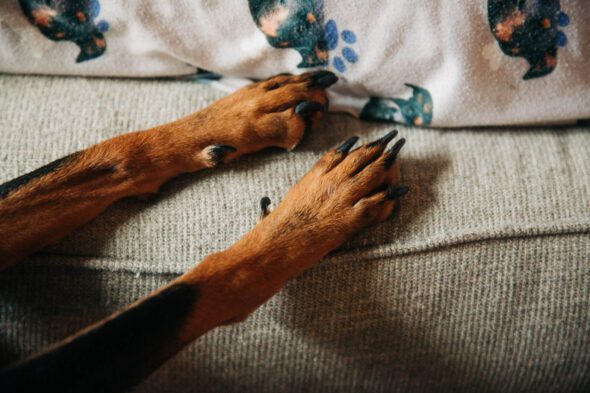 atlanta lifestyle engagement session with dog paw photo