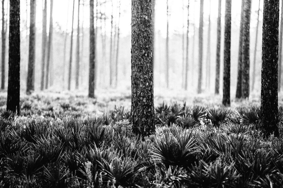 fine art black and white photo of southern pines trees in dusty atmosphere