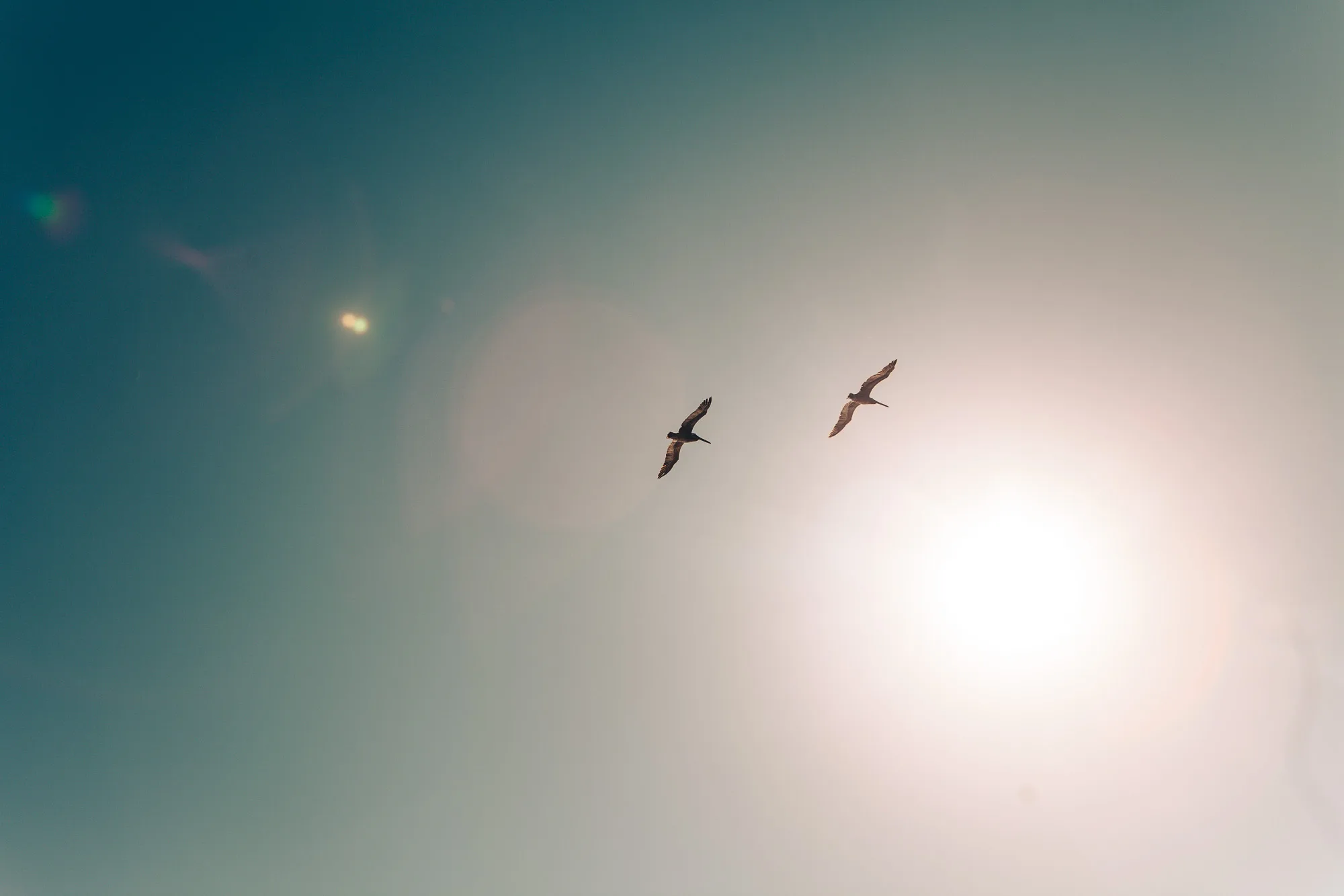 two birds fly high in the sky near the sun